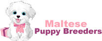 Maltese Puppies for Sale – Maltese Puppies for Sale Near Me